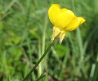 Ranunculus bulbosus L., Botón de oro 4