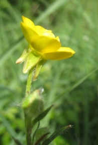 Ranunculus bulbosus L., Botón de oro 3