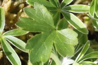 Ranunculus carinthiacus Botón de oro Edaskia 4
