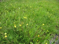 Ranunculus flammula L., Ran�nculo llama. 4