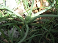 Ranunculus gramineus L., Ran�nculo con hojas de cereal 6