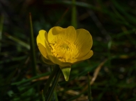 Ranunculus ollissiponensis alpinus 2