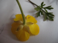 Ranunculus paludosus Poiret. 3
