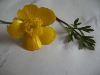 Ranunculus paludosus Poiret. 4