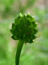 Ranunculus parviflorus L., Ranúnculo de flor pequeña. 3
