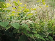 Reynoutria / fallopia japonica