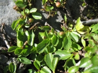 Rhamnus pumilus Turra., Rhamnus pumila Tur., Rhamnus alpinus subsp. pumilus. 5