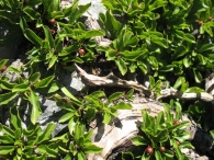 Rhamnus pumilus Turra., Rhamnus pumila Tur., Rhamnus alpinus subsp. pumilus. 7