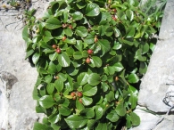 Rhamnus pumilus Turra., Rhamnus pumila Tur., Rhamnus alpinus subsp. pumilus. 4