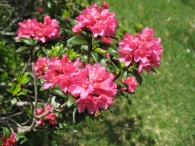 Rhododendron ferrugineum L., Rododendro