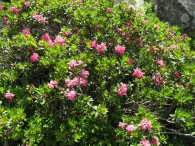 Rhododendron ferrugineum L., Rododendro 6