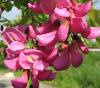 Robinia pseudoacacia L.'Casque Rouge', Robinia rosa, Falsa acacia rosa 2