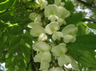 Robinia pseudoacacia L., Robinia, Falsa acacia, Acacia blanca, Acacia bastarda 3