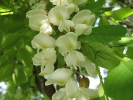 Robinia pseudoacacia L., Robinia, Falsa acacia, Acacia blanca, Acacia bastarda 4