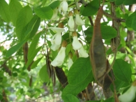 Robinia pseudoacacia L., Robinia, Falsa acacia, Acacia blanca, Acacia bastarda 5