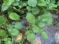Rorippa nasturtium-aquaticum (L.) Hayek., Nasturtium officinale R.Br., Berro de agua, Mastuerzo de agua