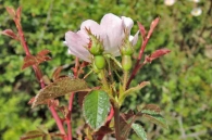 Rosa micrantha 3