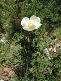 Rosa Pimpinellifolia