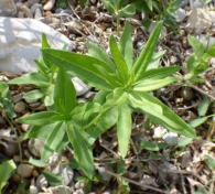 Rubia tinctorum L. 2