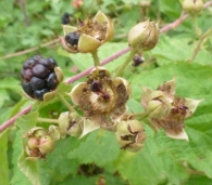 Rubus caesius L., Parrilla, Mora de paloma, Zarza macho, Zarza terreña 3