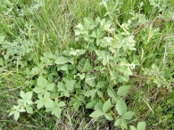 Rubus canescens 2