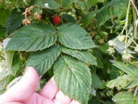 Rubus idaeus L., Frambuesa.
