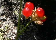 Rubus saxatilis 2