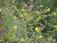 Ruta angustifolia Pers., Ruda