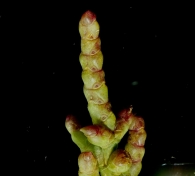 Salicornia patula Duval-Jouve 1