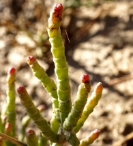 Salicornia patula Duval-Jouve 2