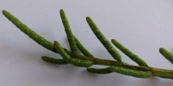 Salicornia ramosissima J. Woods., Hierba salada, Alacranera de las marismas.