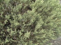 Salicornia ramosissima J. Woods. 3