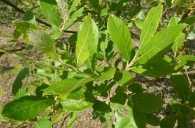Salix atrocinerea Brot., Sauce ceniciento, Salguera. 4