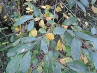 Salix atrocinerea 2