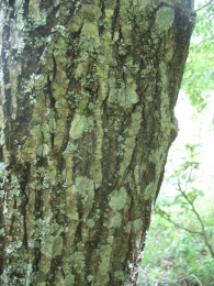 Salix caprea L., Sauce cabruno, Ahuntz- sahatsa.