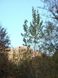 Salix caprea L., Sauce cabruno, Ahuntz- sahatsa 2