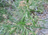 Salix elaeagnos 2