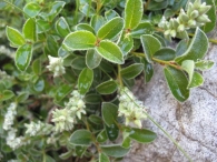 Salix pyrenaica Gouan, Sauce del Pirineo 4
