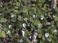 Salix retusa Sauce enano de hoja obtusa