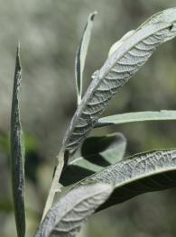 Salix salviifolia Bardaguera blanca 3