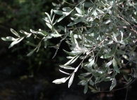 Salix salviifolia Bardaguera blanca
