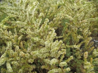 Salsola vermiculata L., Sisallo, Sosa blanca. 3