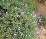 Salvia lavandulifolia Vahl., Salvia con hojas de lavanda