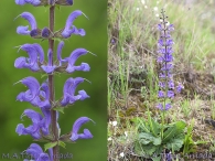 Salvia pratensis L.
