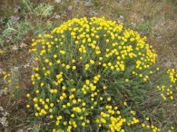 Santolina chamaecyparissus L., Abrótano hembra, Yerba Piojera, Txitxarri-Belarra, Astakamamila