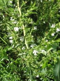 Satureja hortensis L., Ajedrea de jardín, Ajedrea de huerta, Azitraia 3