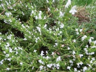 Satureja hortensis L., Ajedrea de jardín. 2