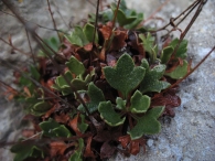 Saxifraga cuneata Willd.