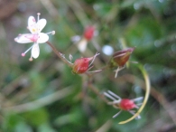 Saxifraga hirsuta subsp. paucicrenata (Leresche ex Gillot) D.A. Webb. 3