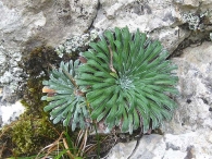 Saxifaraga longifolia